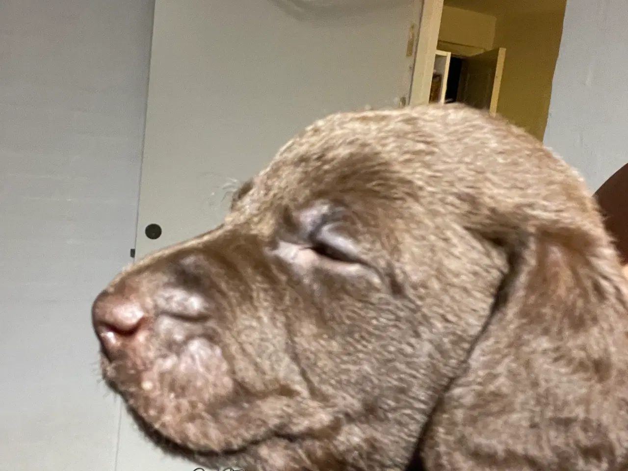 Billede 8 - Labradoodle