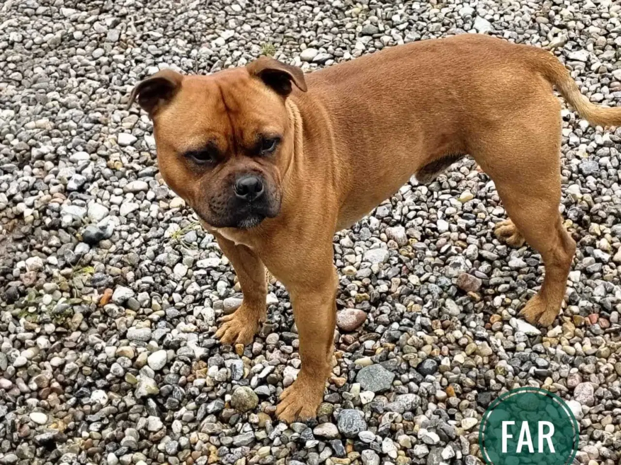 Billede 9 - Staffordshire Bull Terrier DKK