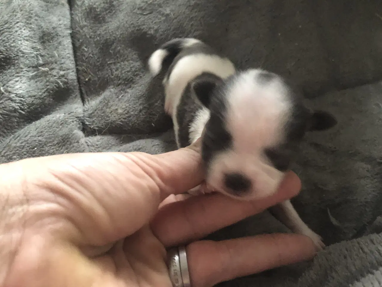 Billede 12 - Shih Tzu / Chihuahua blanding