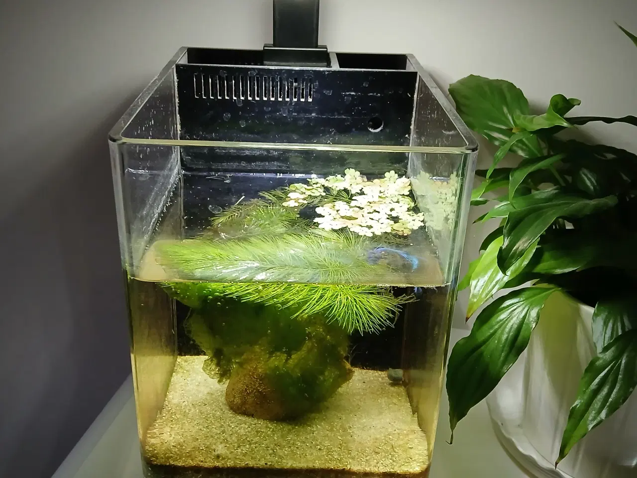 Billede 1 - Akvarie mes indhold