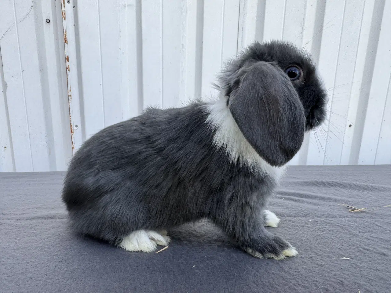 Billede 1 - Dværgvædder/Mini lop hunkanin 