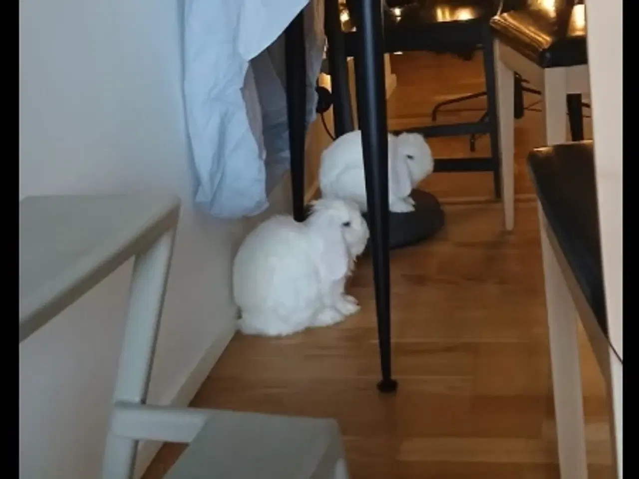 Billede 1 - To frikaniner søger et nyt kærligt hjem 🐰