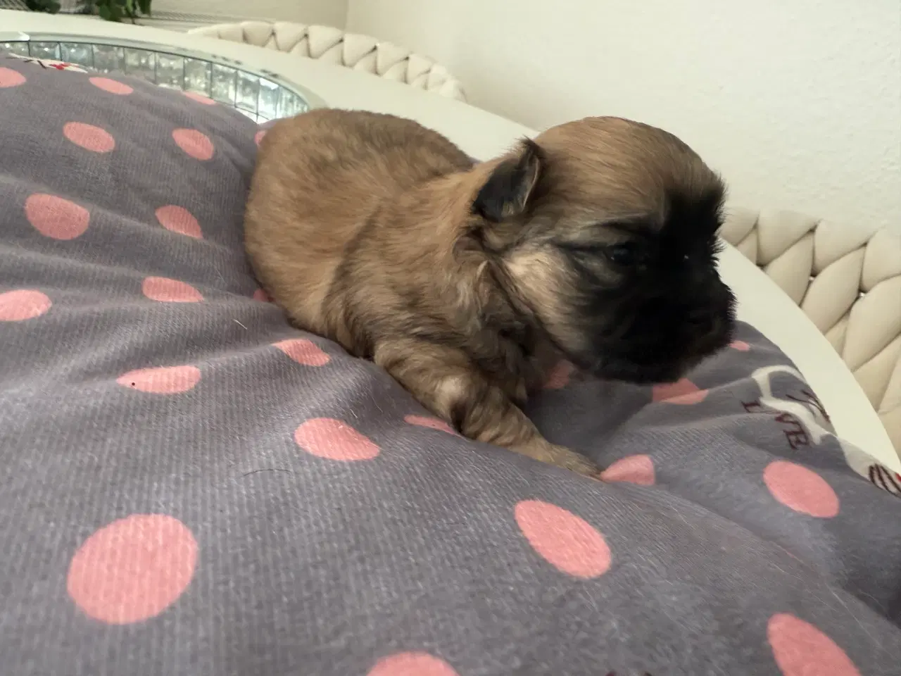 Billede 3 - Malteser/coton blanding