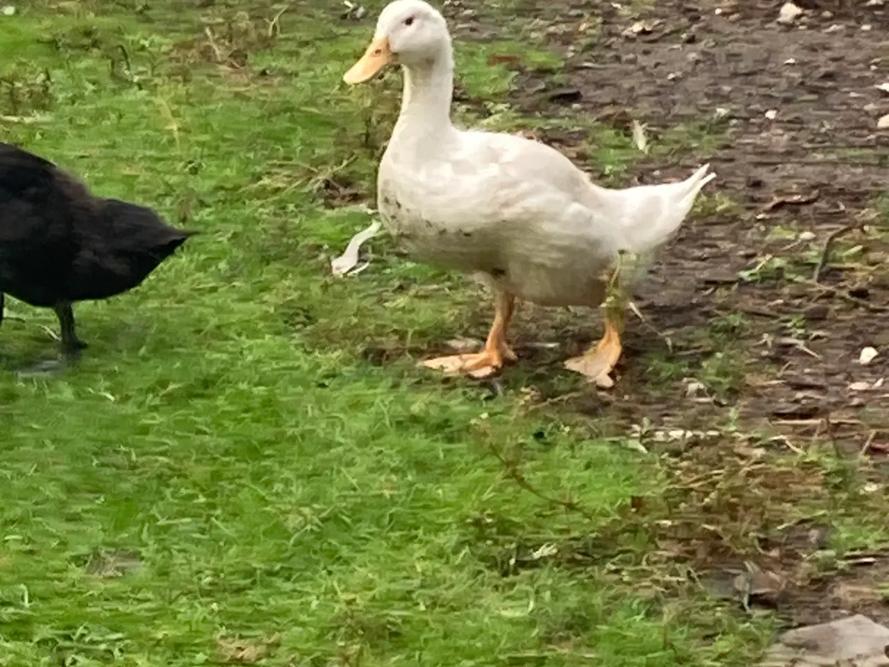 Billede 2 - Ænder