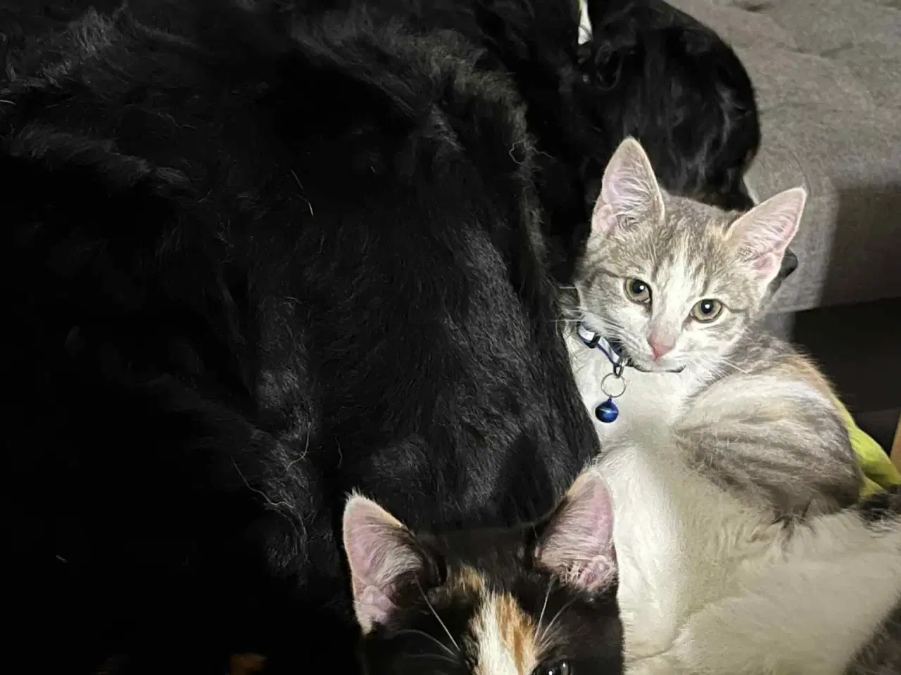 Billede 9 - Hun-killing Maine Coon-blanding