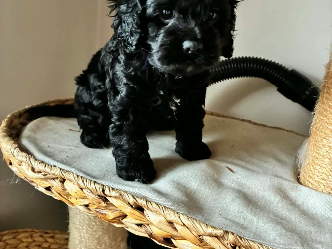 Billede 1 - Cavapoo tævehvalp 6 uger 