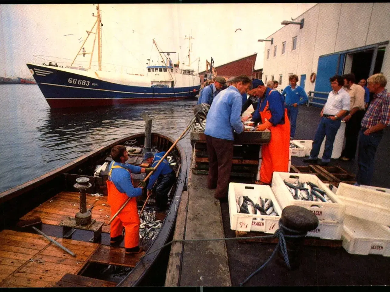 Billede 1 - Landing af fisk pi Skagen Havn - Trojaborg SKA 3 - Ubrugt