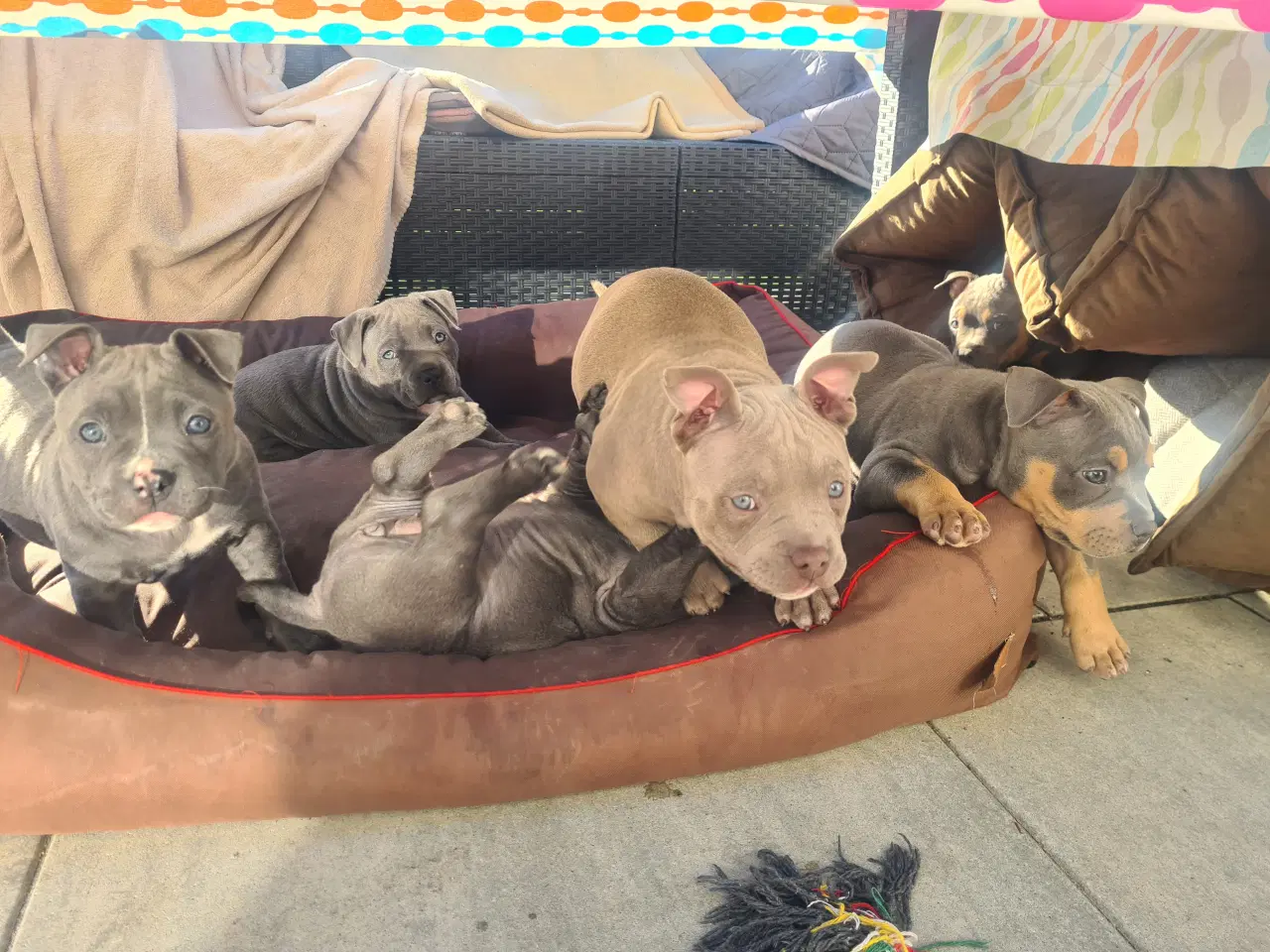 Billede 12 - American Bully Pocket smuk lilla 