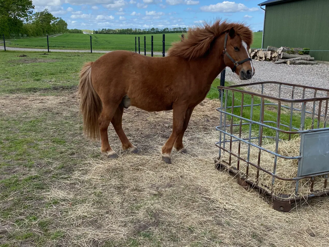 Billede 1 - Selskabs hest