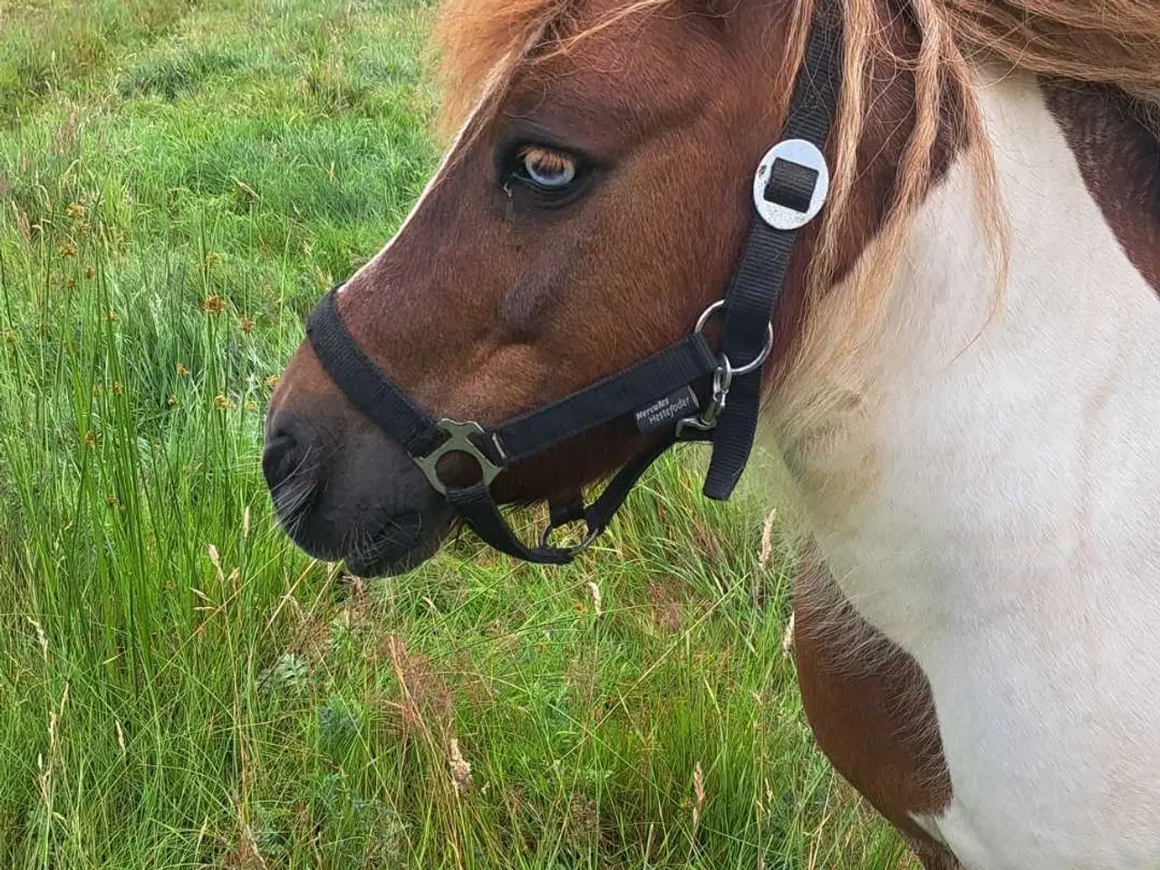 Billede 1 - Shetlandspony 
