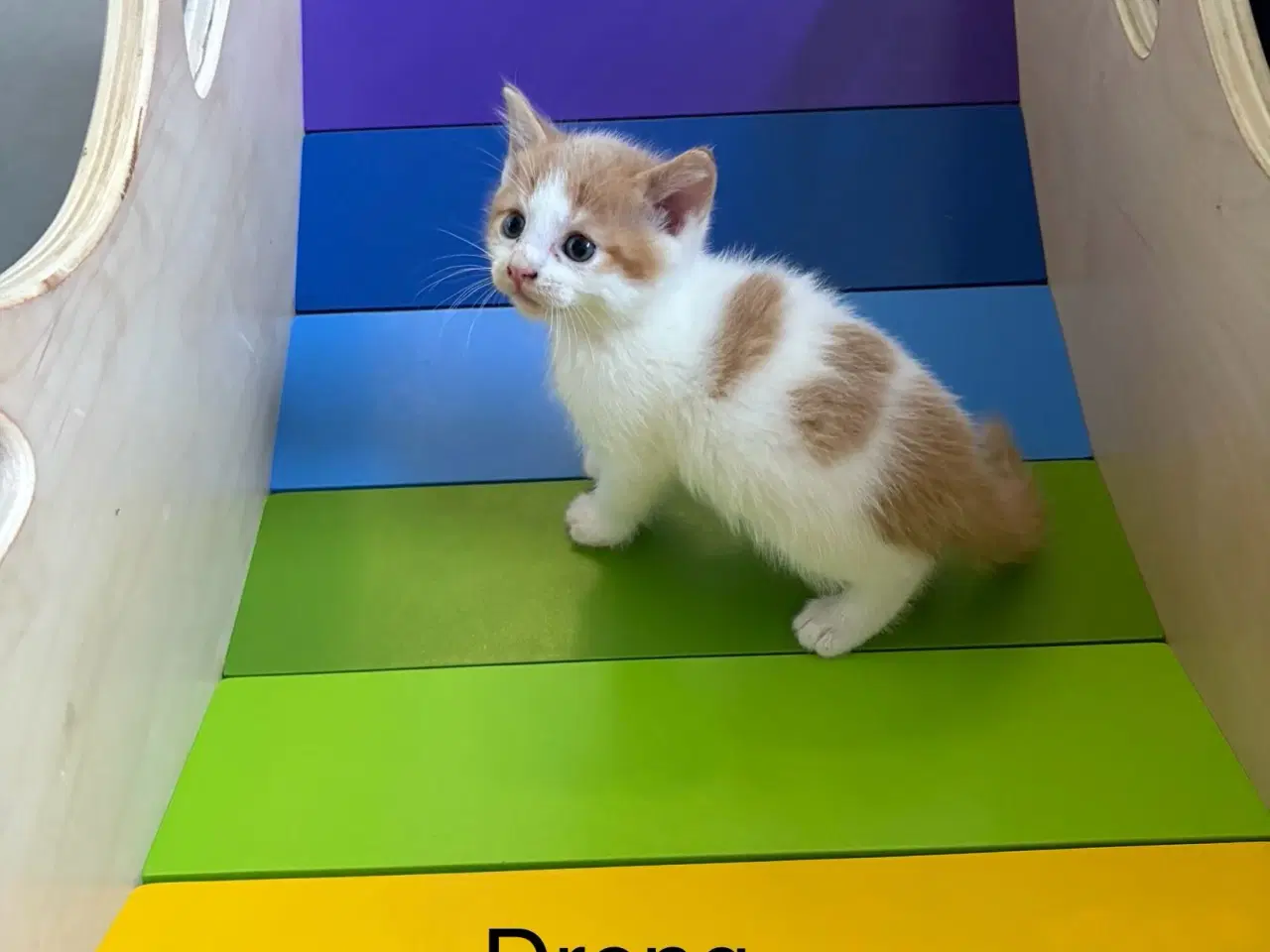 Billede 1 - Kattekillinger