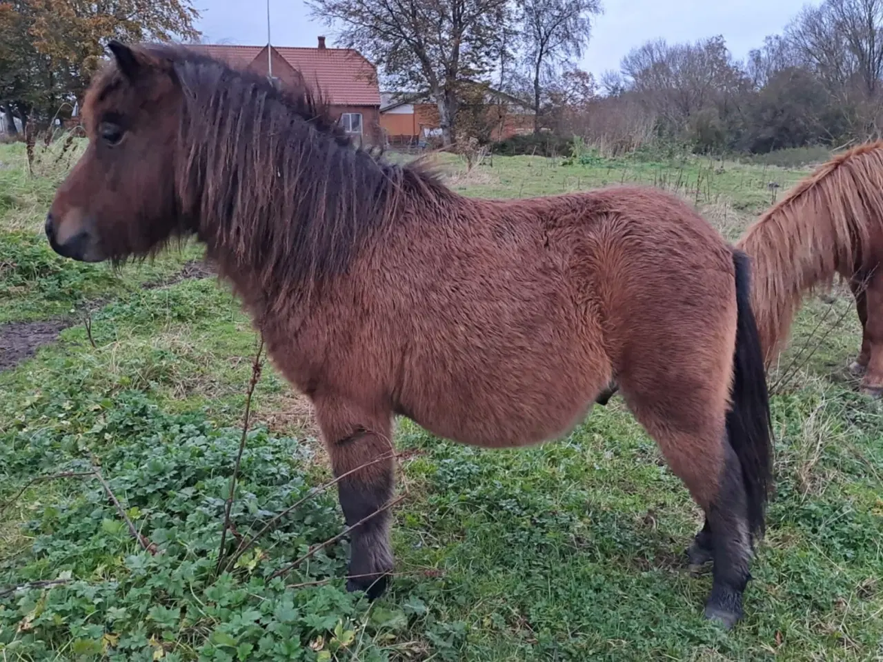 Billede 1 - Sød shetlænder hingst plag 