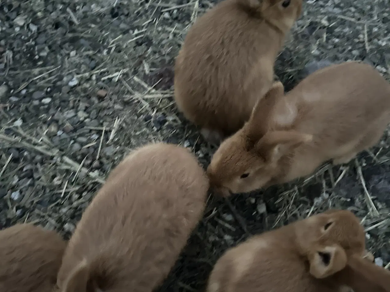 Billede 2 - Kaniner gratis 