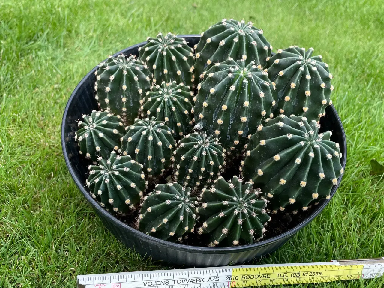 Billede 1 - 13 stk. kaktus planter - (ECHINOPSIS SUBDEN) 