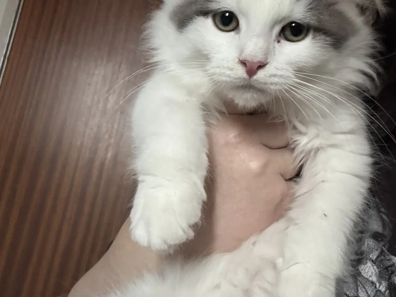 Billede 9 - Maine Coon blandings hankilling sælges 