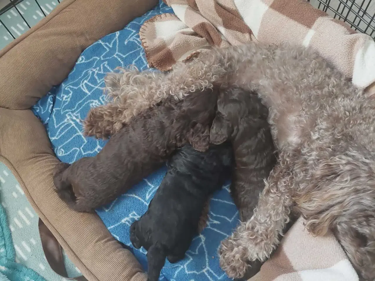 Billede 5 - Dværg puddel  hvalpe 