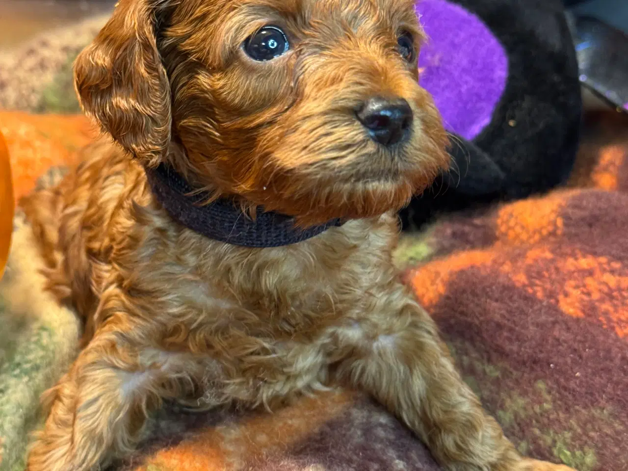 Billede 10 - Mini Amerikansk Cockapoo