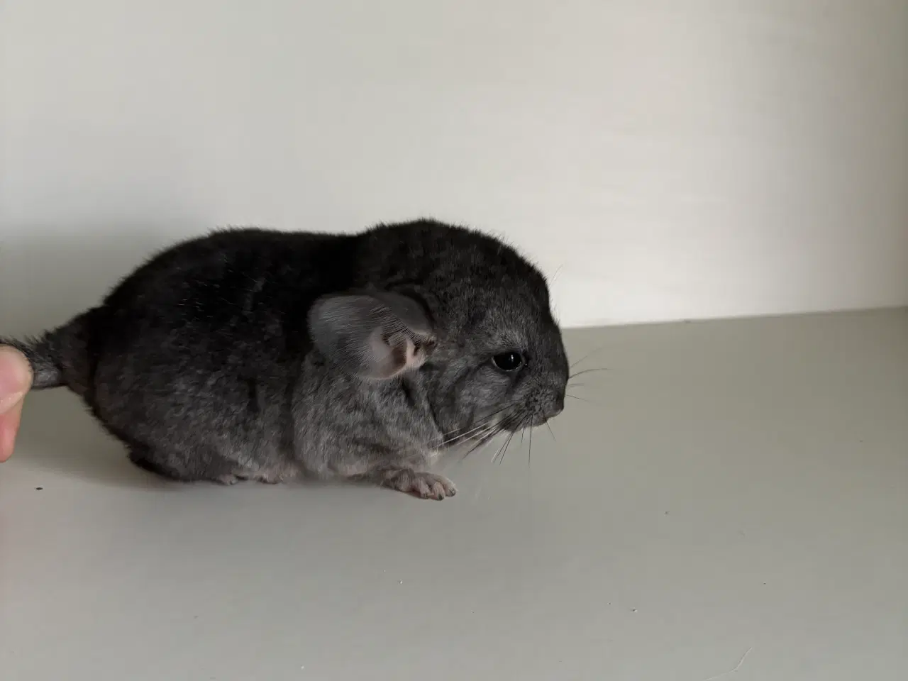 Billede 1 - Pure Grey HAN chinchilla