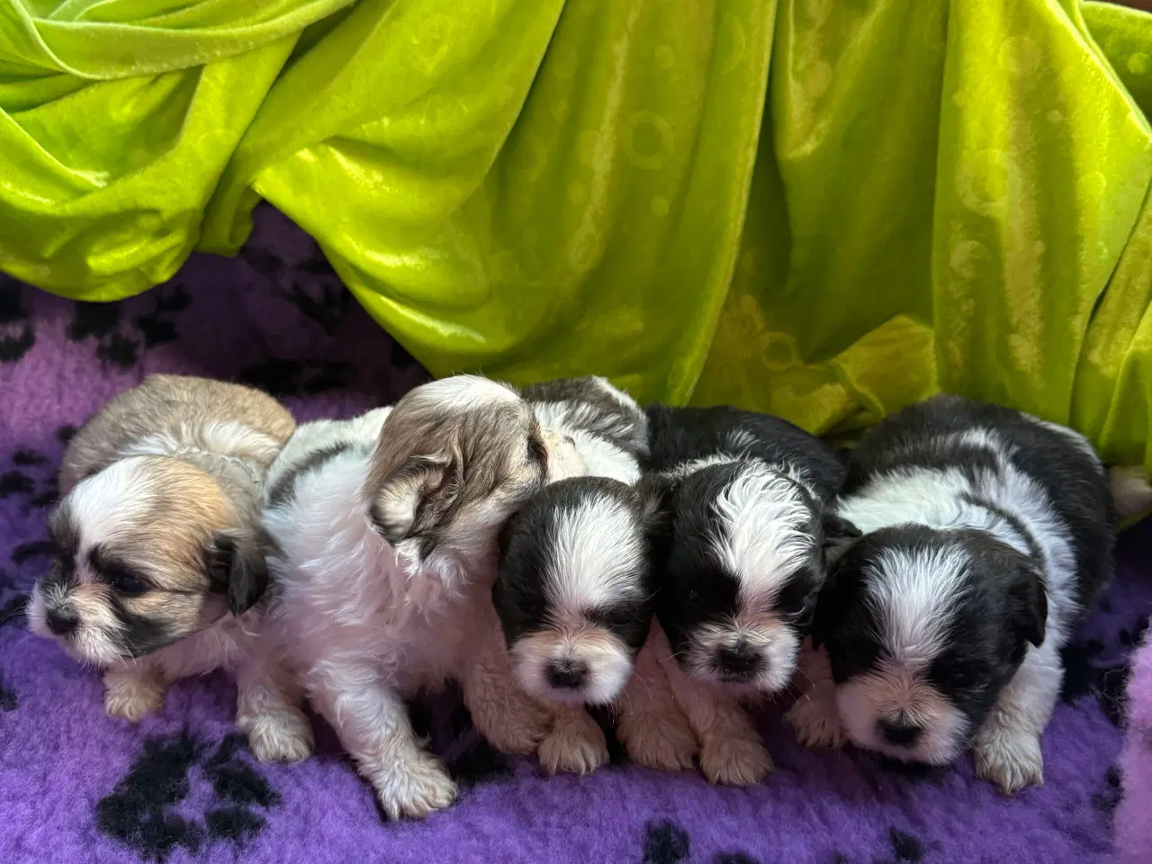Billede 2 - Shih  tzu-mor/ Coton de Tulear-far