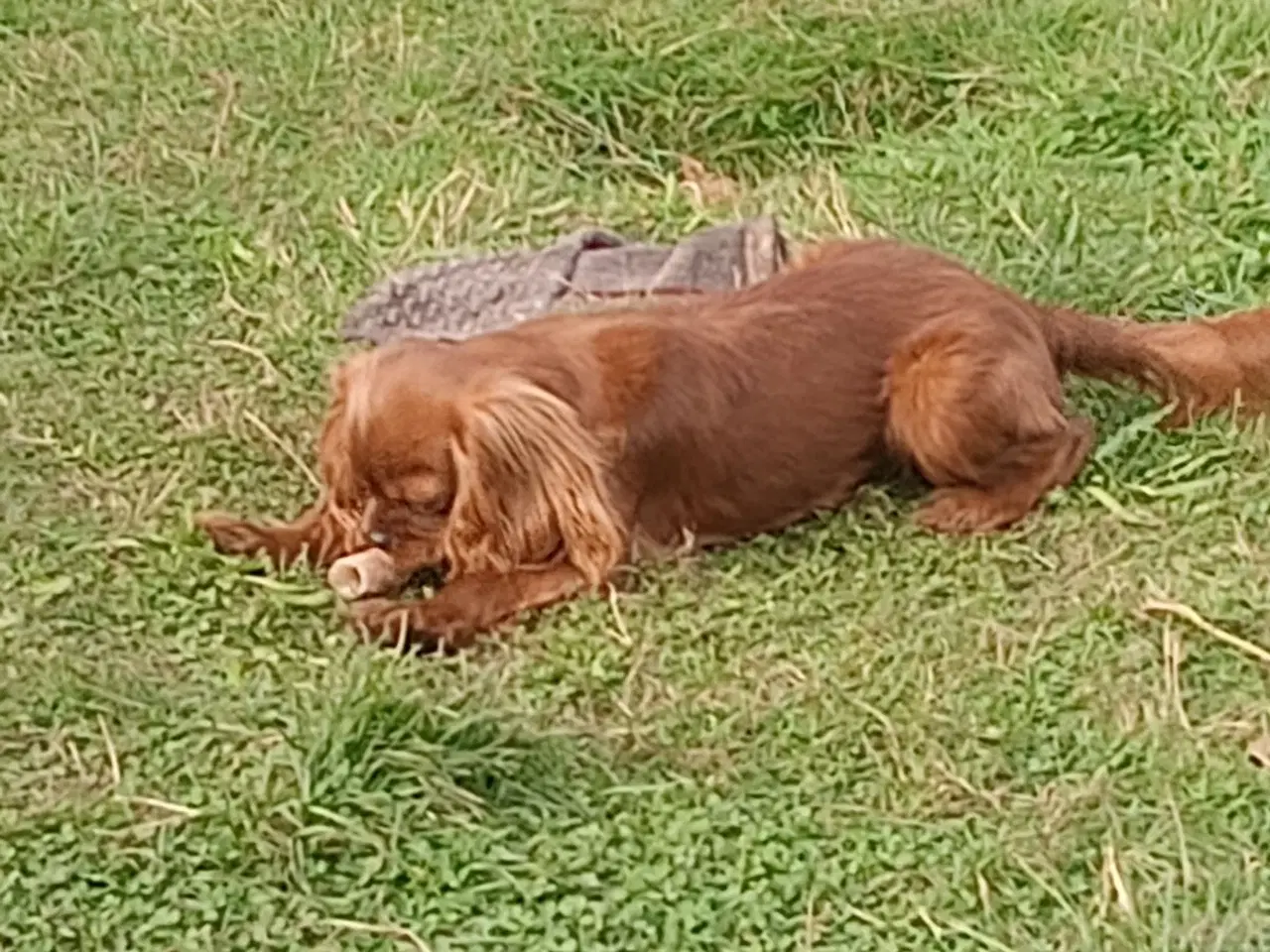 Billede 1 - cavalier king charles spaniel m stambog