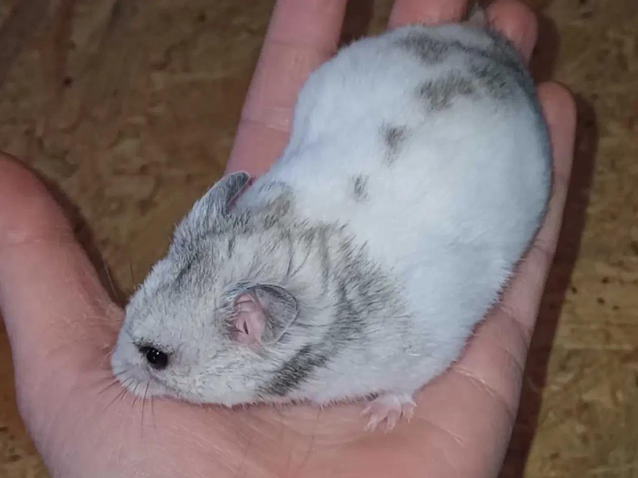 Billede 4 - Guldhamster unger