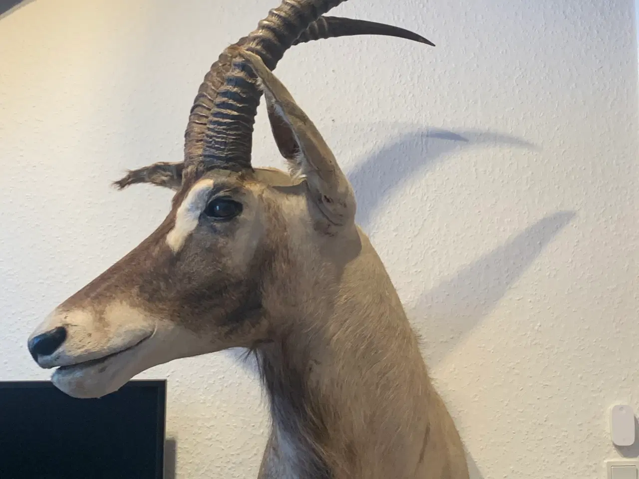Billede 1 - Udstoppet Roan Antilope