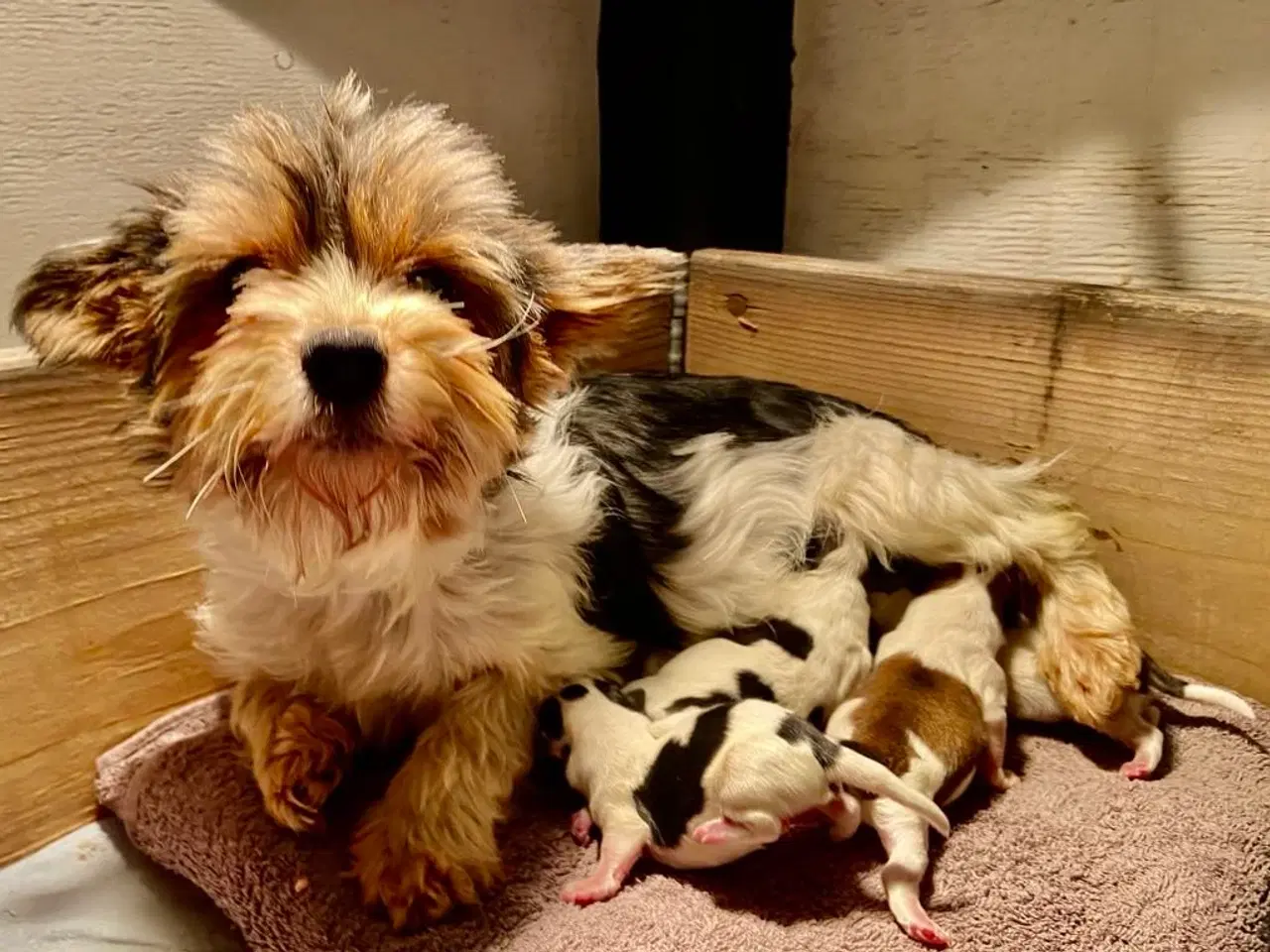 Billede 5 - Biewer Yorkshire terrier / Bolognese