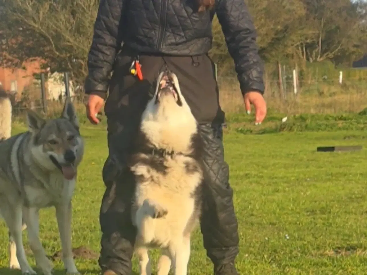 Billede 3 - Hundetræning i Skive