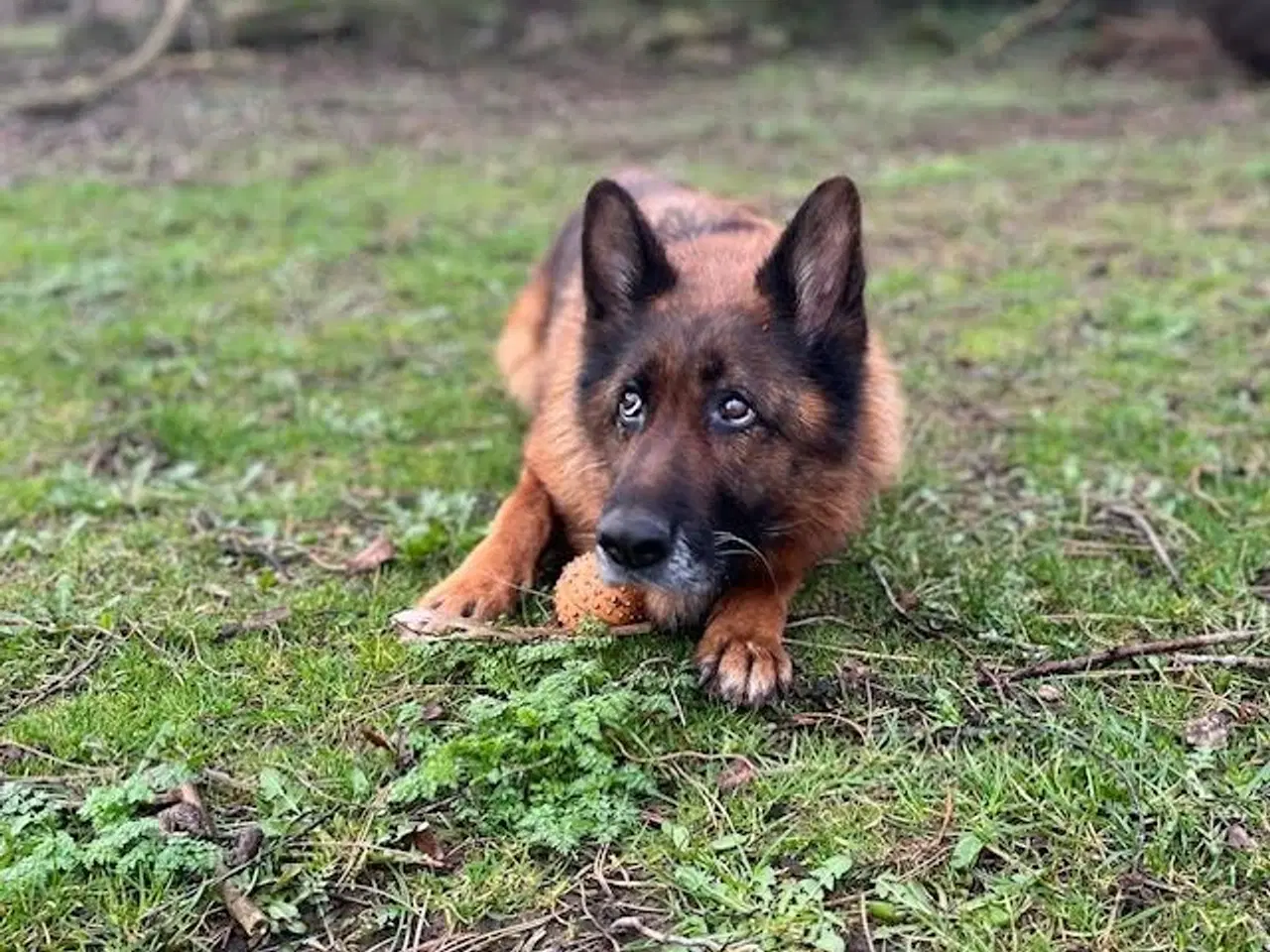 Billede 2 - Schæfertæve søger fodervært