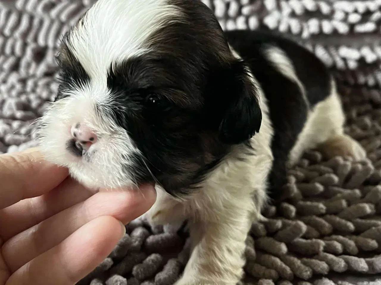 Billede 6 - Shih Tzu hvalpe