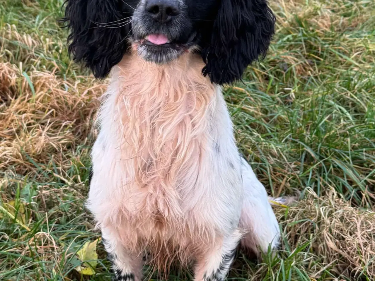 Billede 5 - Spaniel hvalpe med stamtavle