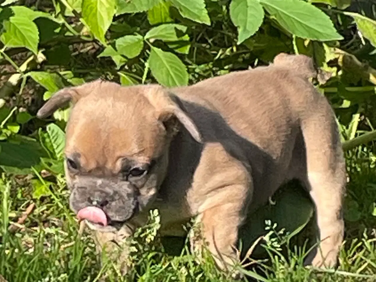 Billede 3 - New english bulldog hvalpe