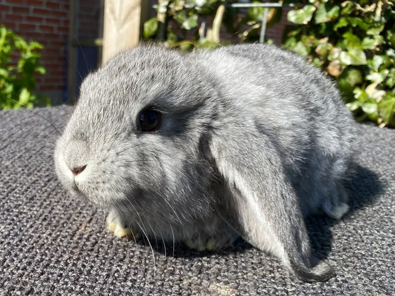 Billede 8 - FRANSK VÆDDER HUN CHINCHILLA