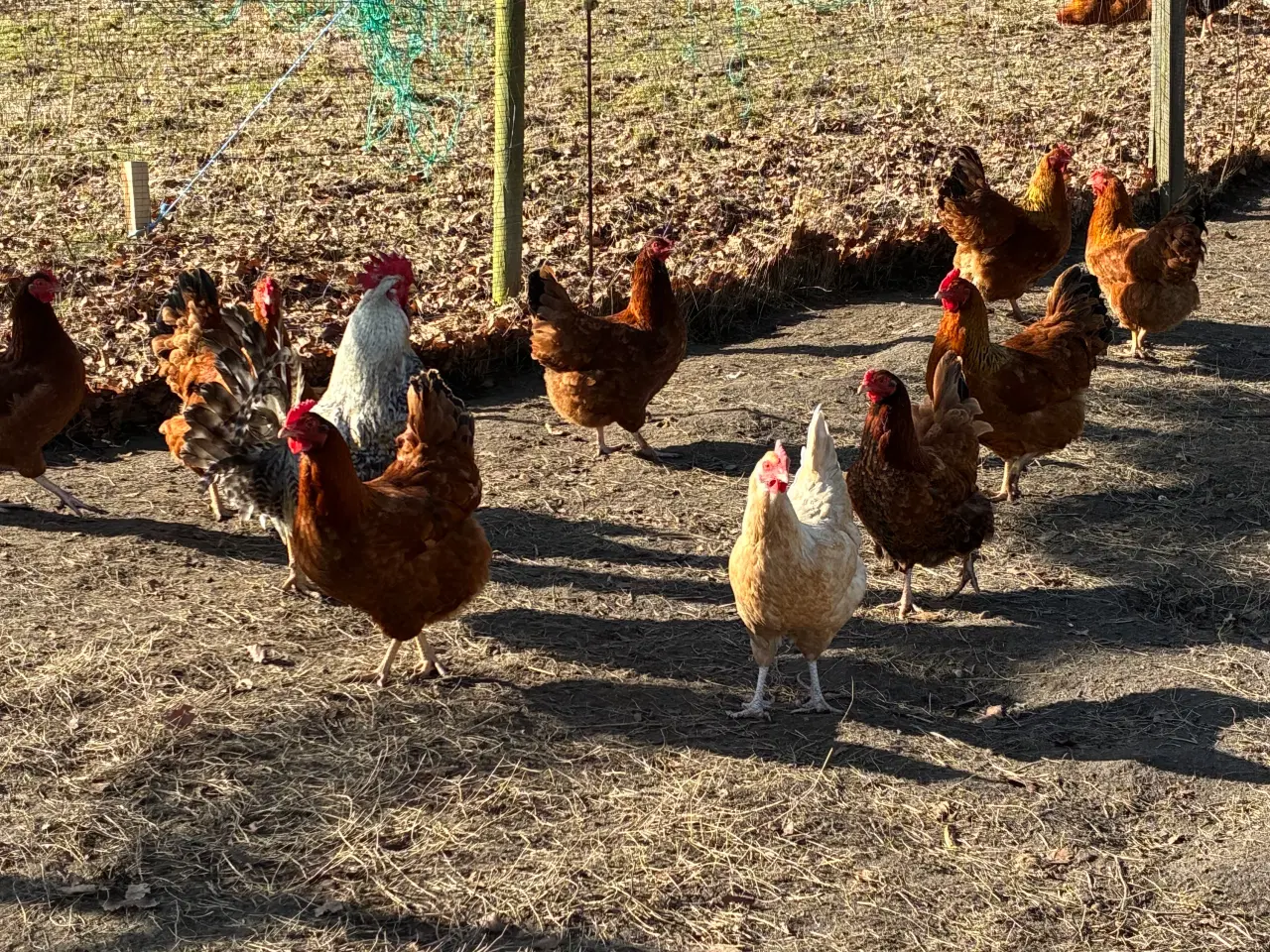 Billede 2 - Rugeæg fra blandet flok