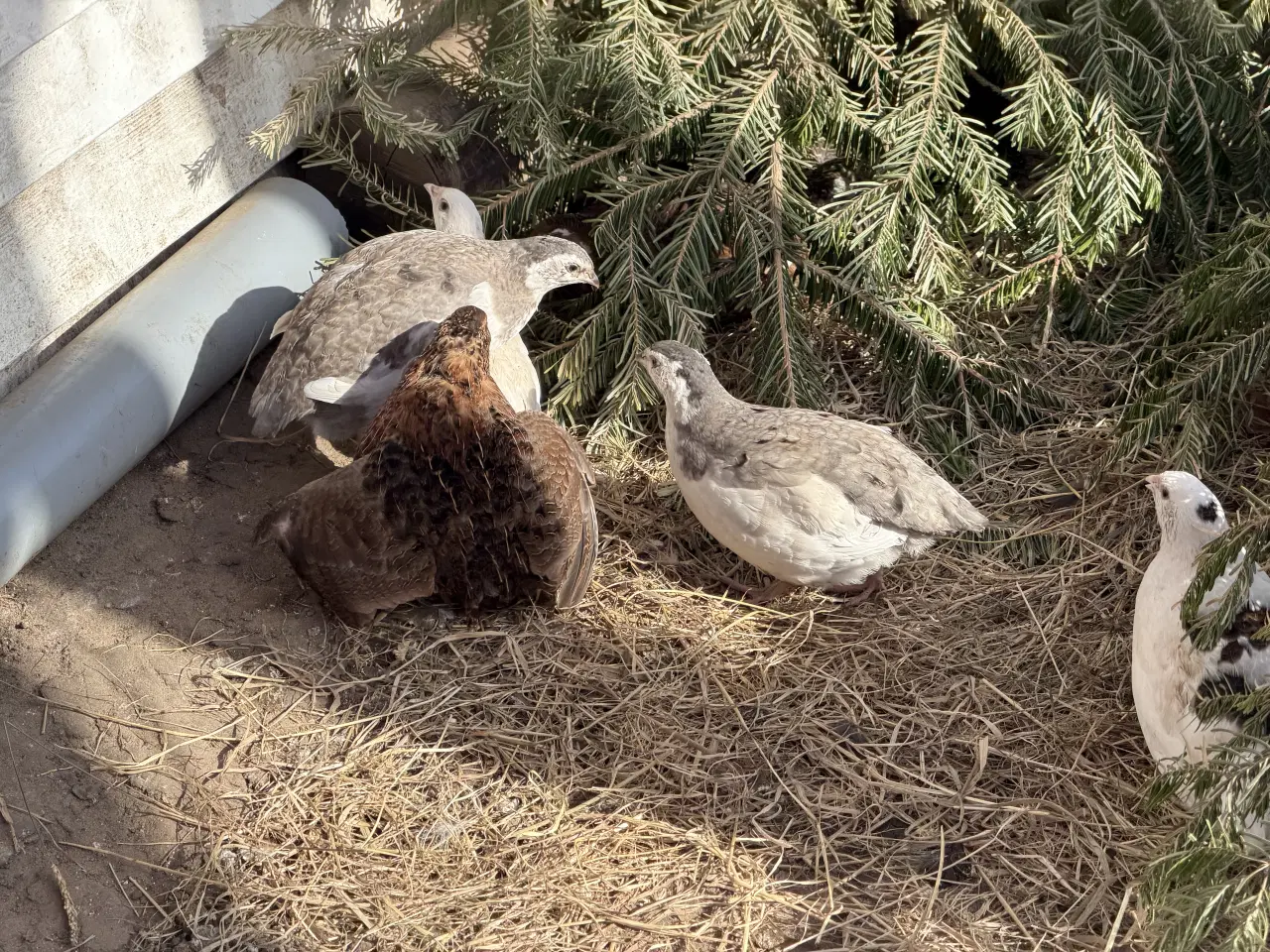 Billede 5 - Vagtel rugeæg 