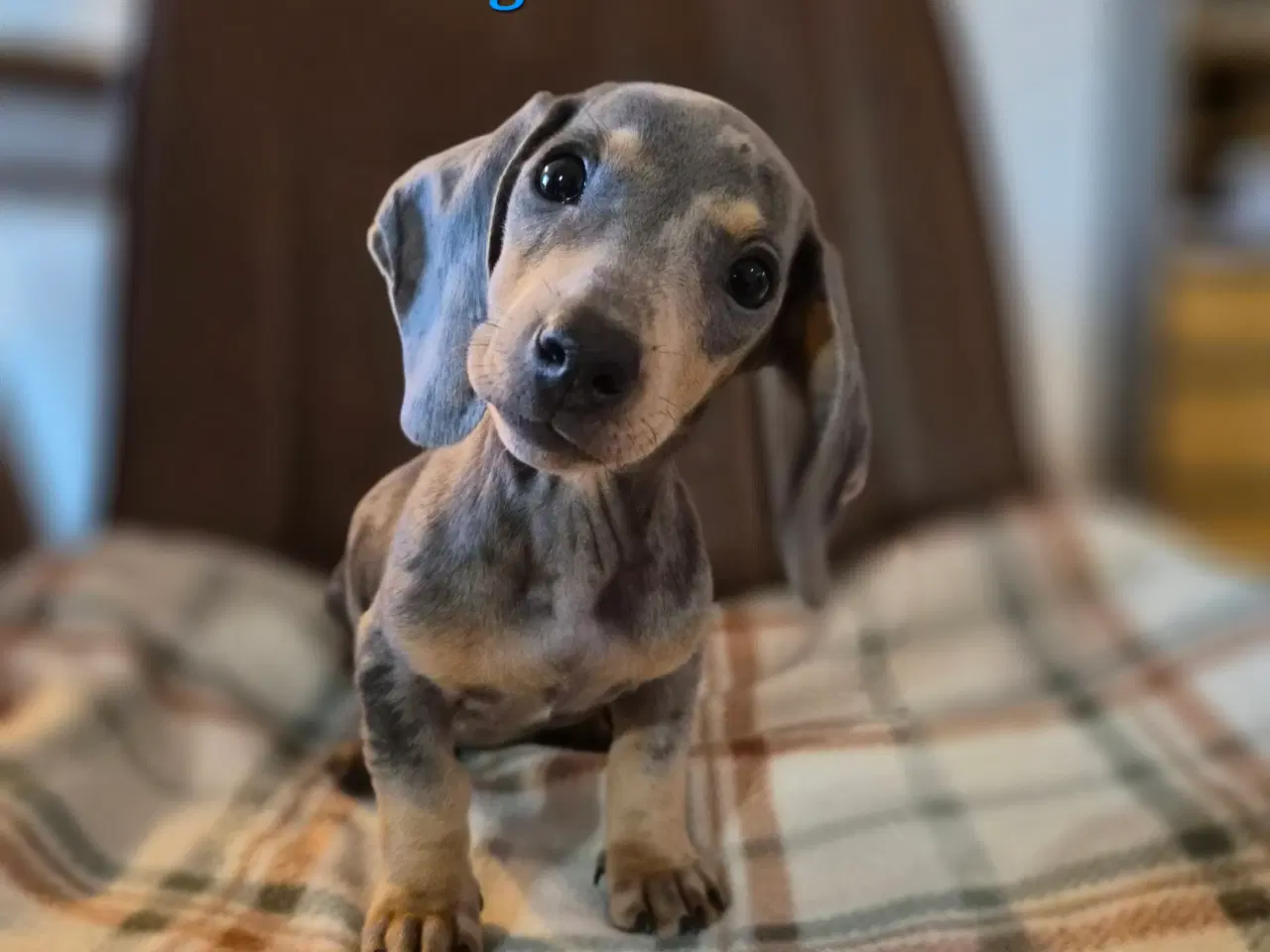 Billede 2 - Gravhund hvalpe