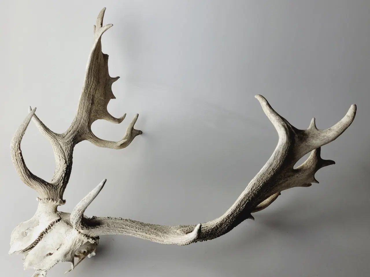 Billede 1 - Stort Dåhjort Trofæ med Fuldskuffel Gevir 