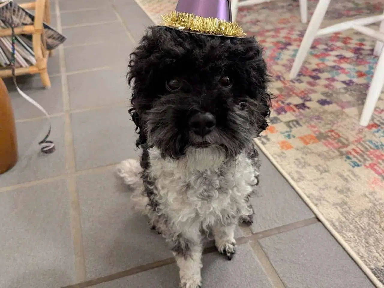 Billede 11 - Dværgpuddel blanding, foxpuddel, hvalpe