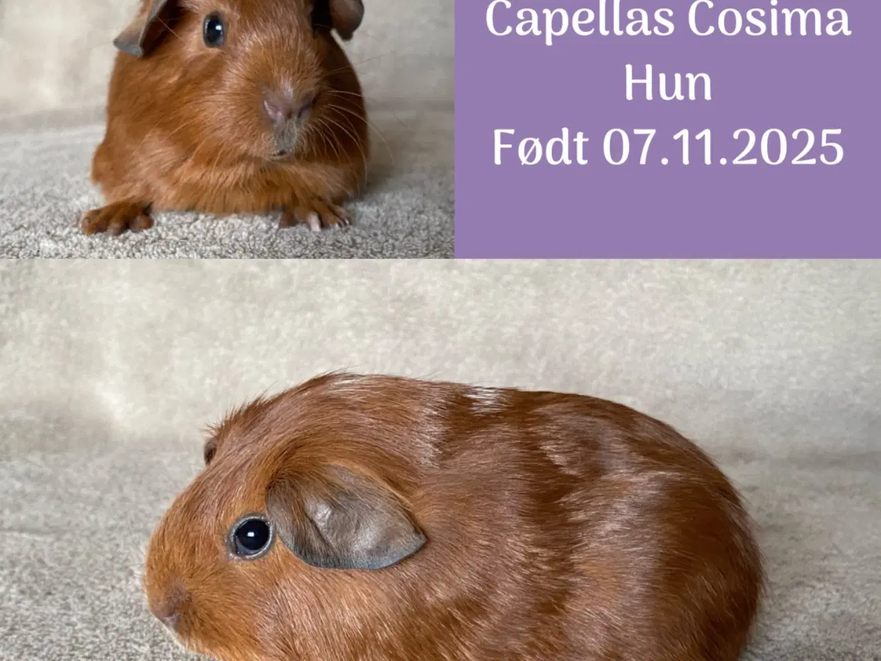 Billede 2 - 2 marsvineunger, hunner