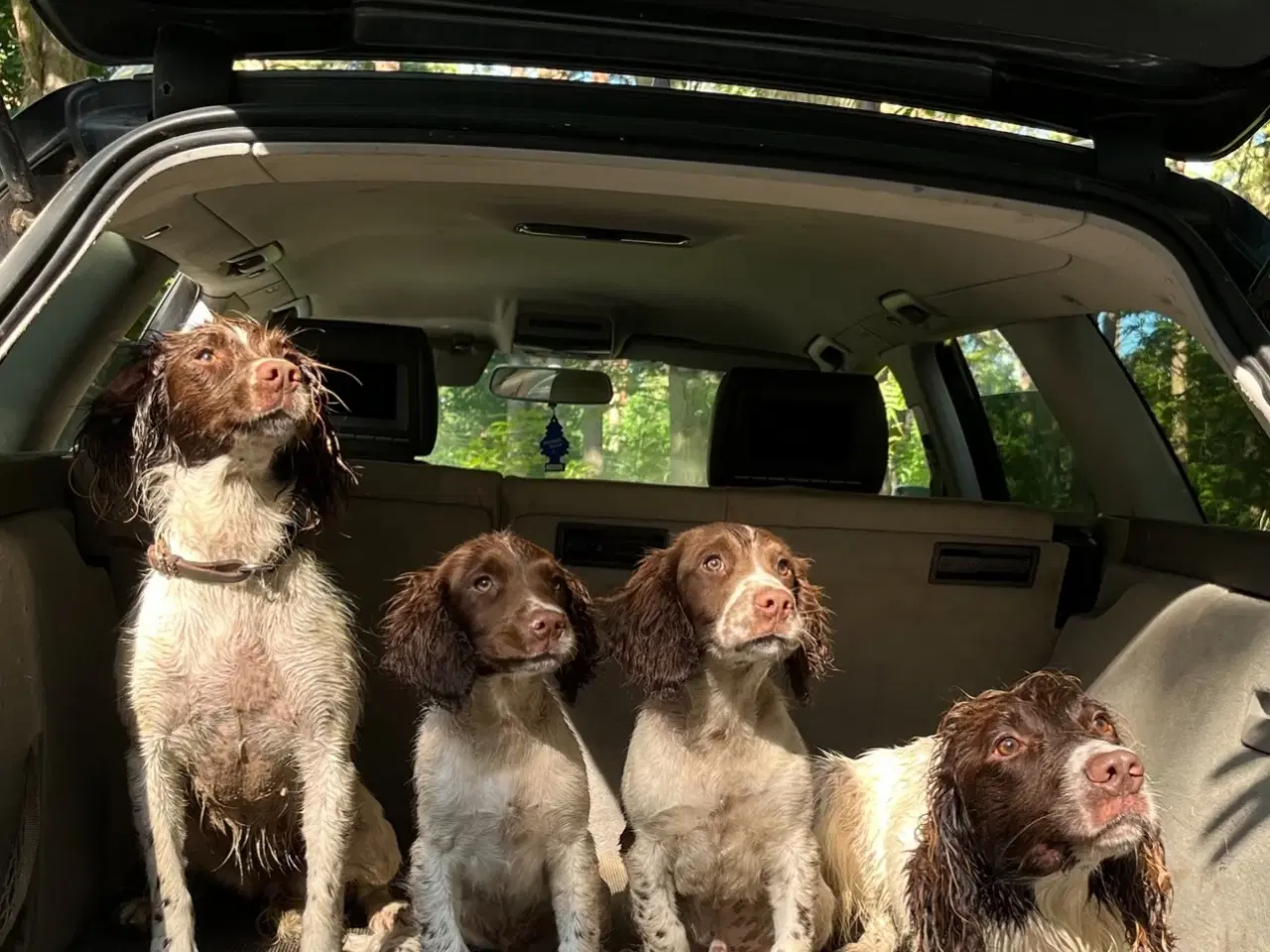 Billede 6 - Springer Spaniel hvalpe