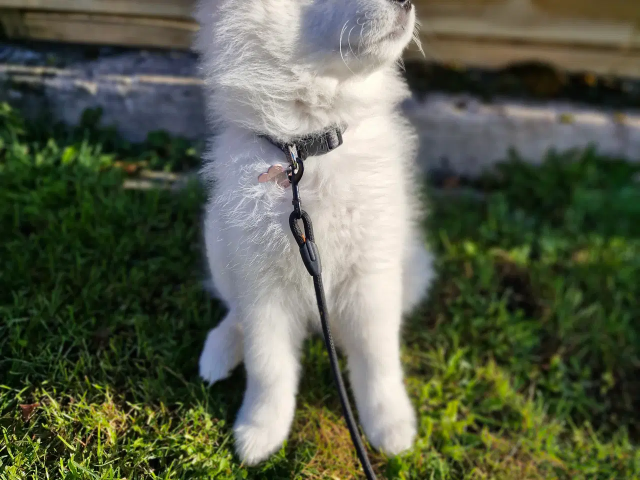 Billede 3 - Samojede søger nyt forever hjem