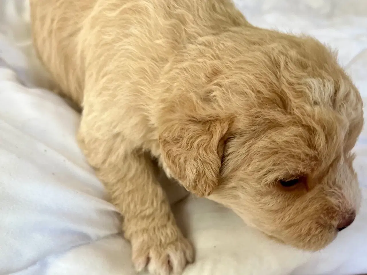 Billede 5 - Super skønne sociale Lagotto blandinger