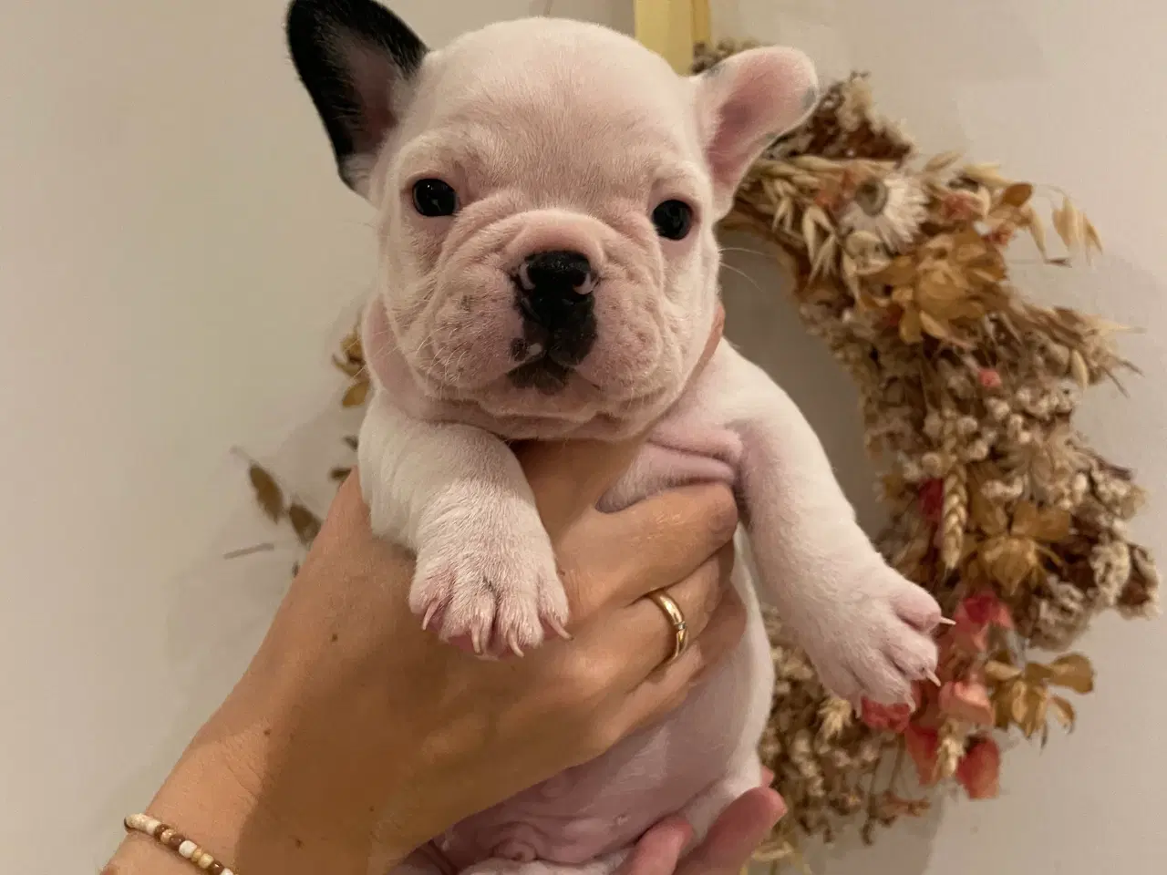 Billede 8 - Fransk bulldog hvalp med stamtavle