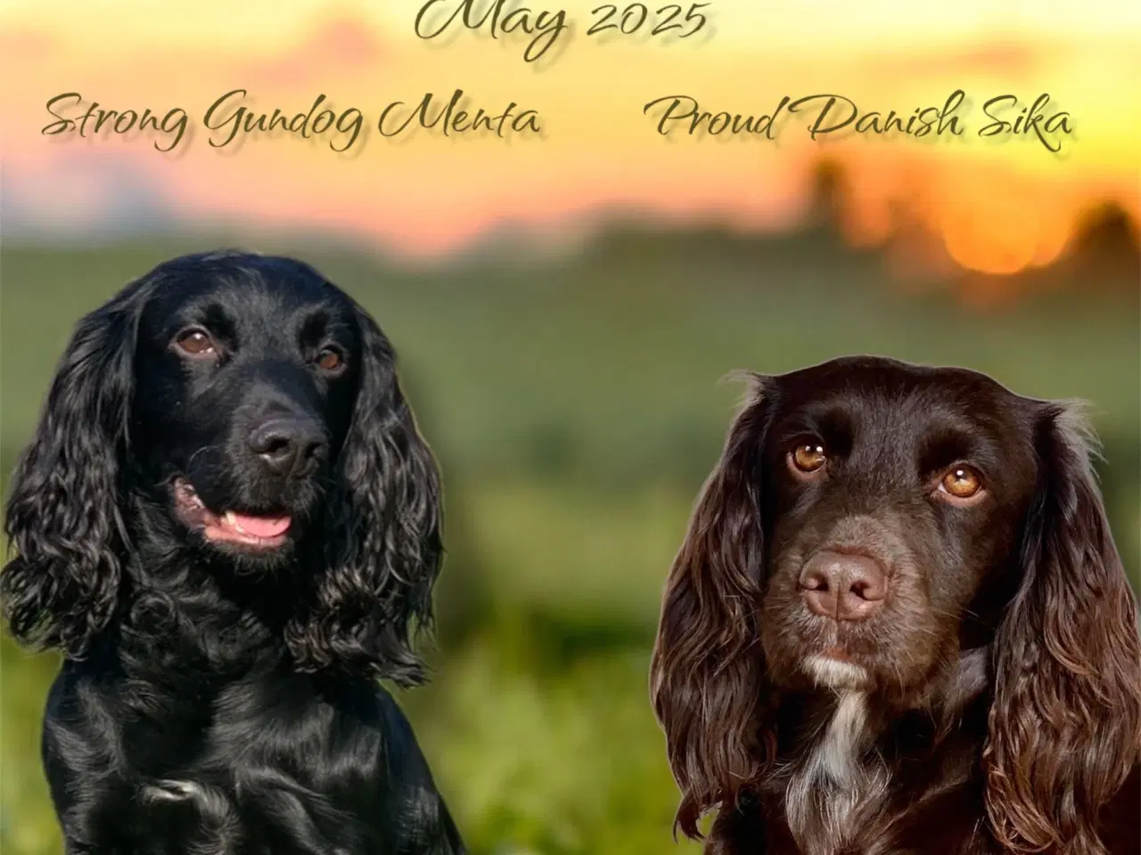 Billede 1 - FT Cocker Spaniel ventes