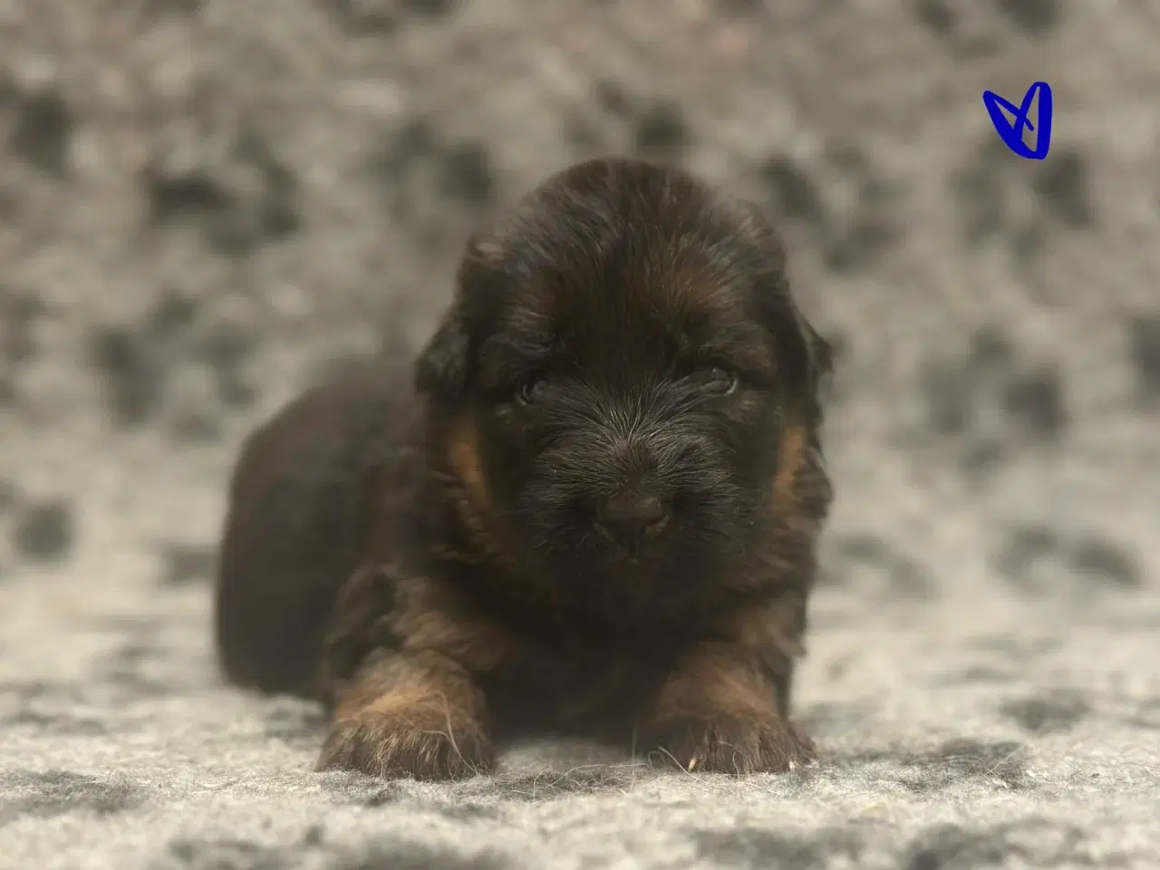 Billede 4 - Langhåret schæferhunde hvalpe