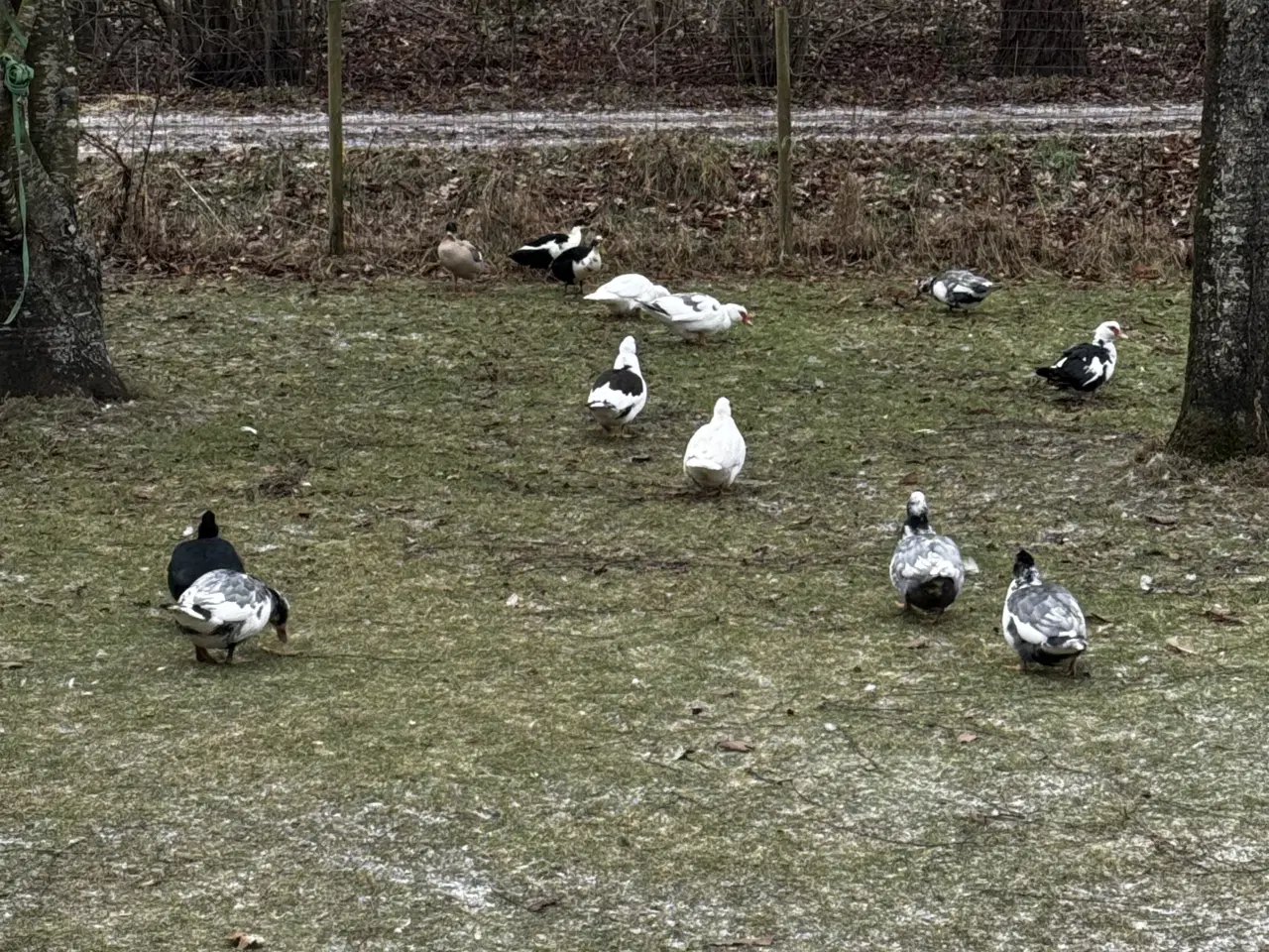 Billede 3 - Moskus ænder/damer fra sommeren 2025