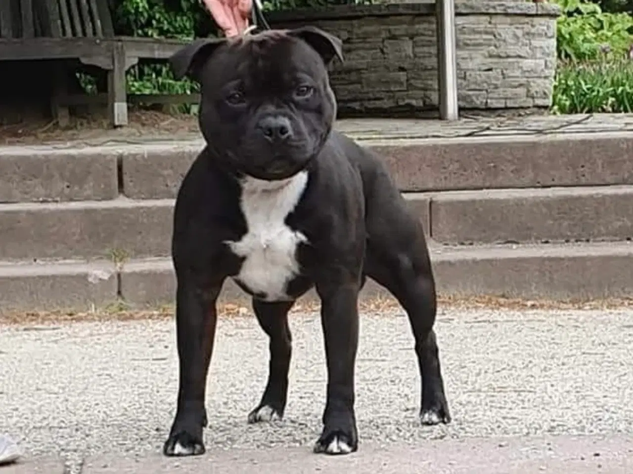 Billede 7 - Staffordshire Bull Terrier hvalpe