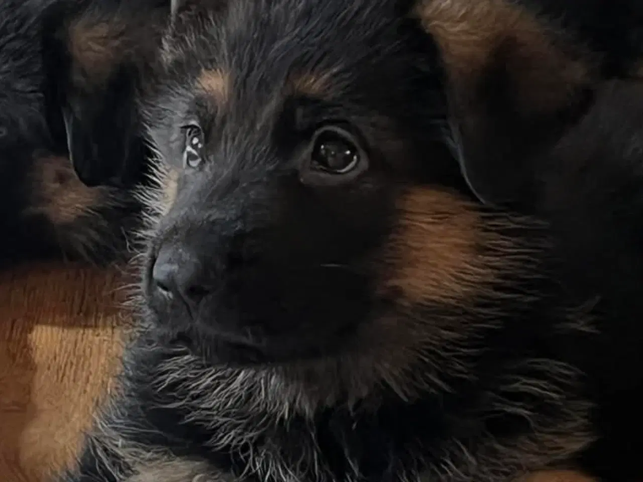 Billede 2 - Schæfer hvalpe (drenge)