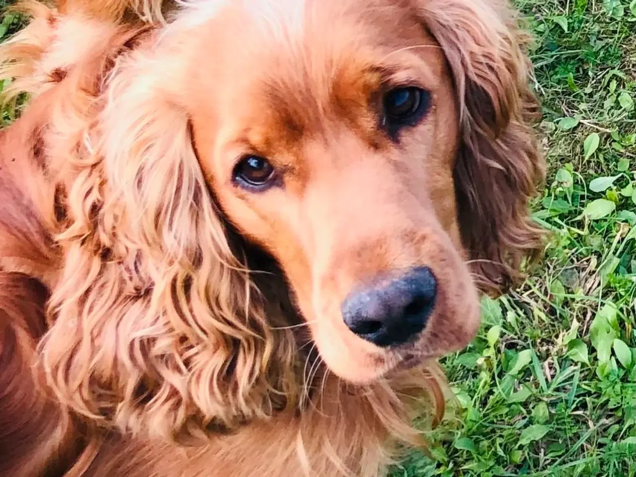 Billede 20 - Engelsk Cocker spaniel