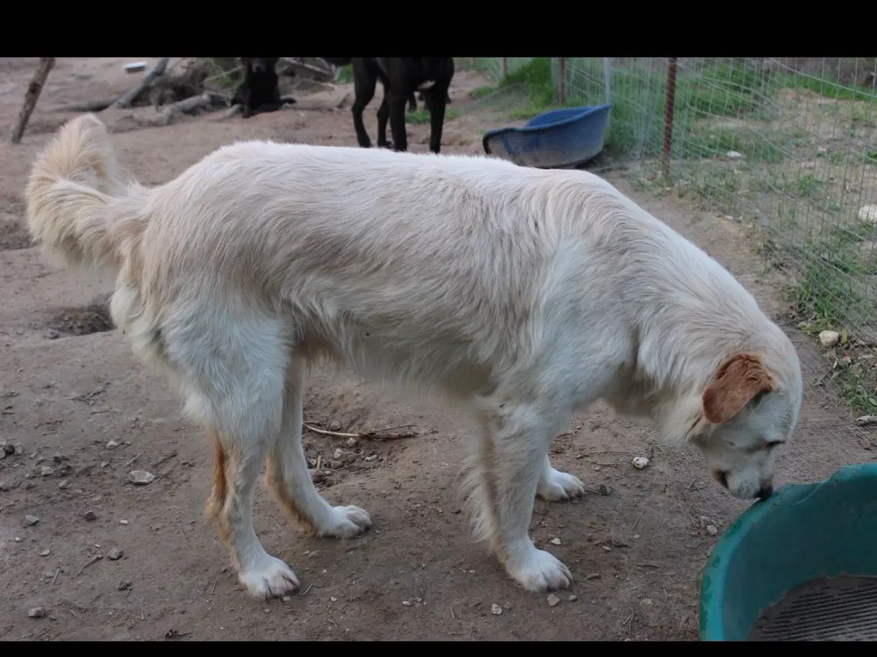 Billede 5 - Dejlige Zaki søger familie 
